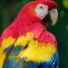 Ara arakanga - Ara macao - Scarlet Macaw o3961